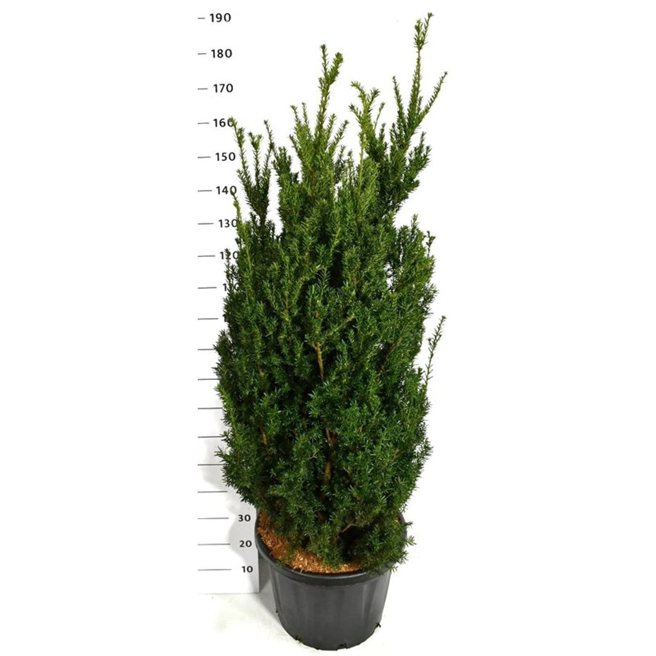 Hybrididegran – Taxus media 'Hillii' - C45 125-150 cm.